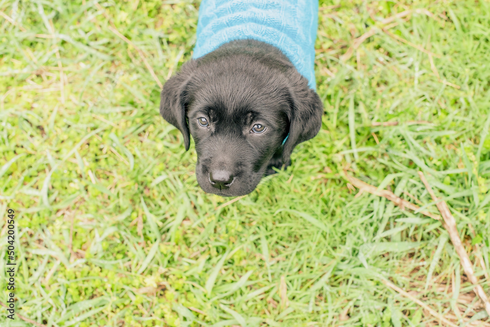 Wall mural Labrador retriever puppy stands on the grass dressed in a blue sweater. Labrador on a walk.