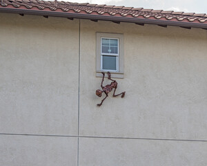 Outdoor Halloween climbing  creature on the wall.