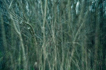 Densely growing thicket of trees and shrubs, no leaves yet, early spring, multi-exposure creates a mystical mood, a magical feeling, creative photography
