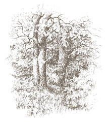 Oak tree Grove vector traced sketch. Vintage ink and pen brown drawing on a white background