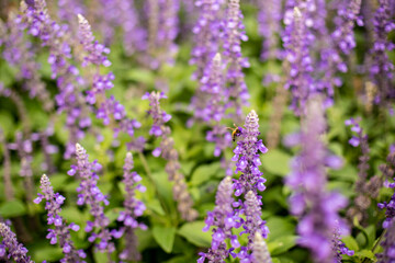 Big blue salvia flower and bee