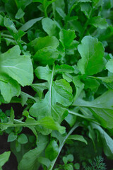 rucola growing in glass house