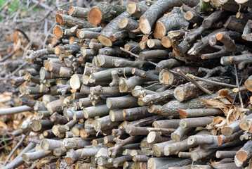 Felled and stacked wood, firewood