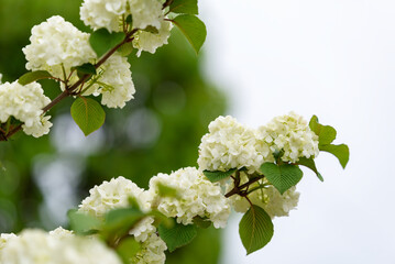 White flowers of Japanese Snowball