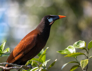 Montezuma Oropendola