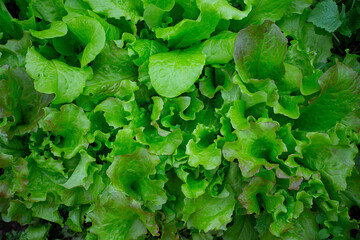 curly lettuce growing in glass house