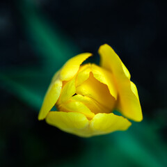 yellow tulip flower