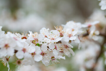 Fototapeta premium cherry blossoms blooming in spring garden