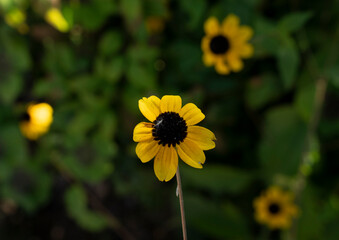 Floral. Closeup view of Rudbeckia triloba also known as Brown Eyed Susan, flower of yellow petals growing in the garden. 