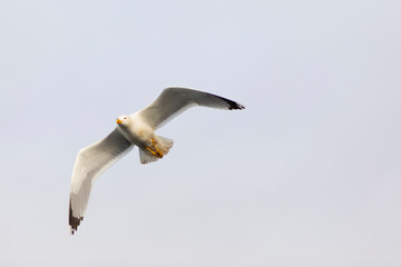 Gaviota patiamarilla​ (Larus michahellis) en vuelo - volando