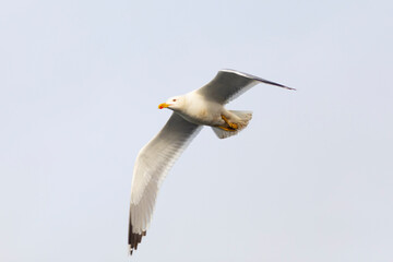 Gaviota patiamarilla​ (Larus michahellis) en vuelo - volando