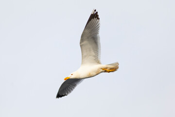 Gaviota patiamarilla​ (Larus michahellis) en vuelo - volando