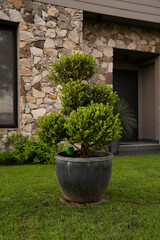 Landscaping. Closeup view of a Buxus sempervirens bush, also known as Boxwood, growing in a pot in the garden.