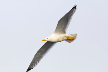 Gaviota patiamarilla​ (Larus michahellis) en vuelo - volando