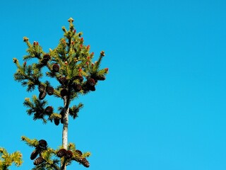 The top of a fir tree with young cones against the spring blue sky.Natural spring background.