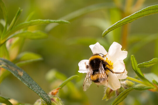Italy Toscana Grosseto Terkking at the Maremma Magliano Natural Park in Tuscany, Bombus insect on flower in the pollination phase