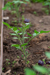 tomato young plants growing in green house