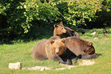 European brown bear in captivity, in an enclosed wildlife area.