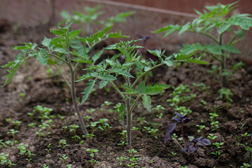 tomato young plants growing in green house