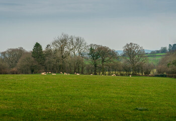 Sheep graze on green pastureland.
