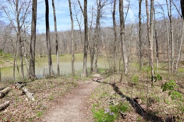 The trail down to the lake in the forest on a sunny day.