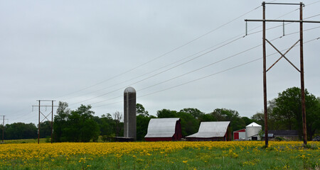 Farm buildings in a meadow