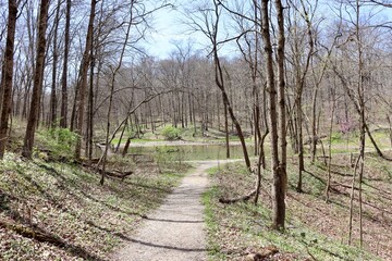 The empty hiking trail in the forest on a sunny day.