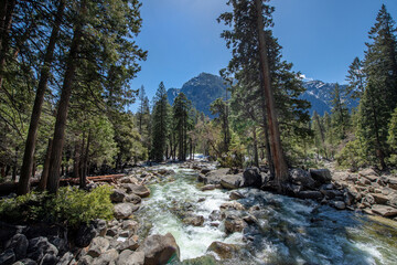Landschaft mit Bach im Yosemite National Park