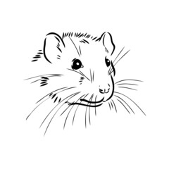 Rat sketch drawn by hand. Black and white vector illustration.