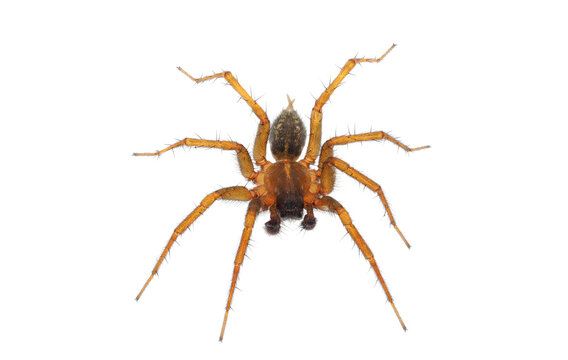 Mediterranean Funnel Weaver Spider Isolated On White Background, Lycosoides Coarctata Male