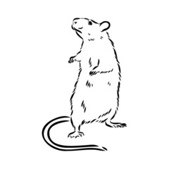 Rat sketch drawn by hand. Black and white vector illustration.