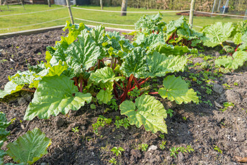 Rhubarb starting to grow strongly in the spring