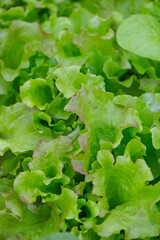 curly lettuce growing in glass house