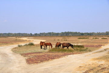 Obraz na płótnie Canvas Running wild horses from Danube Delta