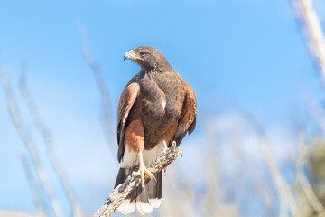 Three Harris's Hawks perched before getting ready to attack their pray