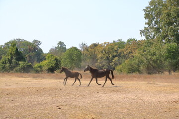 Wild horses in Letea forest from Danube Delta in Romania