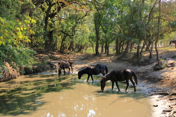 Wild horses drinking in Letea forest from Danube Delta in Romania