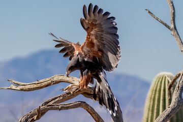 Three Harris's Hawks perched before getting ready to attack their pray