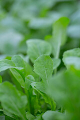 rucola growing in glass house