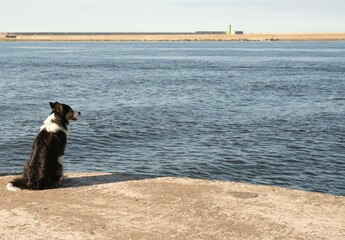 a girl with a dog on the shore looking at a sailboat