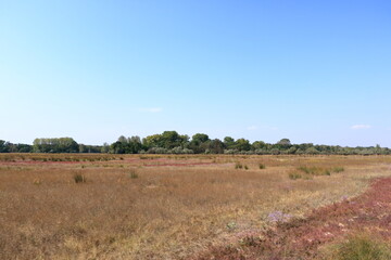 Summer landscape of Letea Natural Reserve Forest, unique landmark in Europe (Danube Delta Romania)