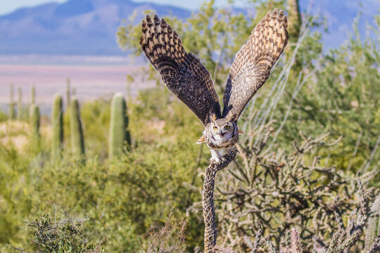 Great Horned Owl perched on a branch then taking flight with wings outspread