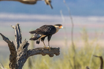 Crested Caracara perched on a branch getting ready for flight