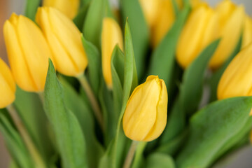 A bouquet of yellow tulips close-up. Beautiful yellow flowers with green leaves. Background with flowers. Flowers for the holiday. Many buds of yellow tulips.