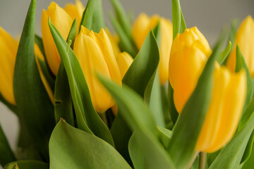 A bouquet of yellow tulips close-up. Beautiful yellow flowers with green leaves. Background with flowers. Flowers for the holiday. Many buds of yellow tulips.