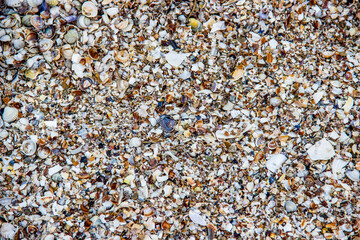 pieces of damaged seashells on the shore of the Azov sea, Ukraine