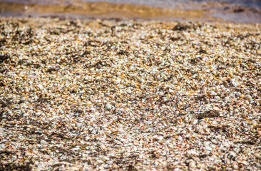 seashells on the shore of the Azov sea, Ukraine
