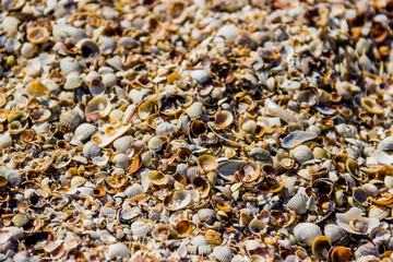 seashells on the shore of the Azov sea, Ukraine