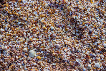 pieces of damaged seashells on the shore of the Azov sea, Ukraine
