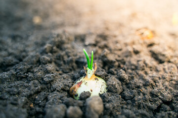 An onion bulb peeks out of the ground. Green onion sprouts in spring